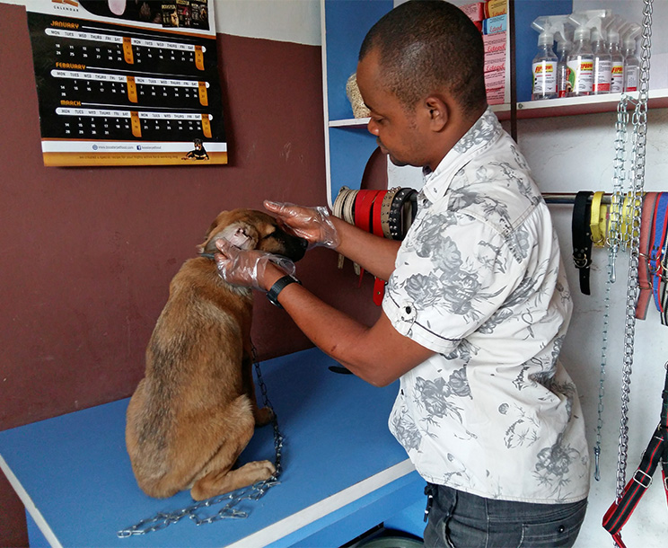 Dr Victor checking a client dog